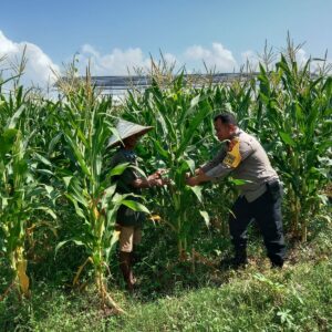 Sinergi Polri dan Warga: Dusun Jerneng Hidupkan Program Kemandirian Pangan
