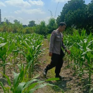 Bhabinkamtibmas Perampuan Ajak Warga Manfaatkan Lahan Kosong Jadi Pekarangan Bergizi