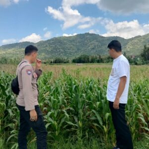 Sinergi Bhabinkamtibmas dan Kelompok Tani Kuripan Selatan Dukung Program Pangan Nasional