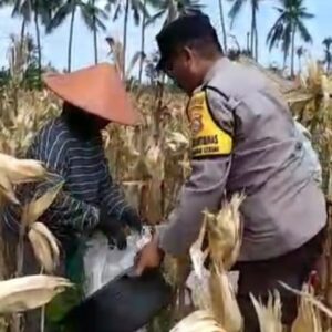 Jaga Ketahanan Pangan, Bhabinkamtibmas Desa Jembatan Kembar Ajak Diversifikasi Pertanian