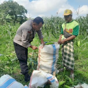 Bhabinkamtibmas Bagik Polak Barat Panen Raya Bersama Petani Lombok Barat