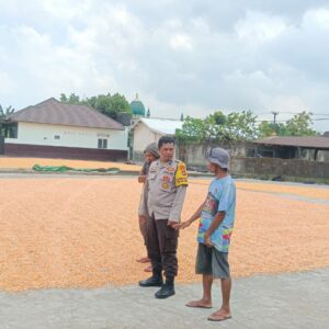 Ketahanan Pangan Lombok Barat: Stok Jagung 30 Ton Terpantau di Gerung