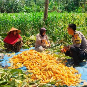 Sambang Bhabinkamtibmas di Lembar: Petani Jagung Dapat Dukungan Ketahanan Pangan