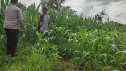 Sinergi Polri dan Petani: Jagung Desa Kuranji Dalang Jadi Penopang Pangan Lombok Barat