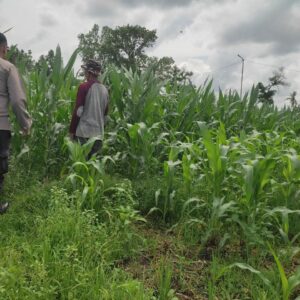 Sinergi Polri dan Petani: Jagung Desa Kuranji Dalang Jadi Penopang Pangan Lombok Barat