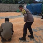 Bhabinkamtibmas Kedaro Dampingi Bulog NTB Survei Kualitas Jagung