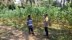 Sinergi Polsek Sekotong dan Warga Pelangan dalam Mewujudkan Kemandirian Pangan
