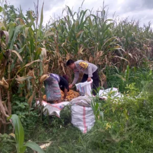 Aksi Nyata Polri Wujudkan Ketahanan Pangan dari Desa Jagaraga