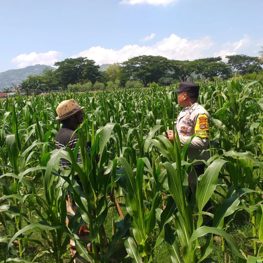 Polsek Kuripan Turun ke Sawah, Dukung Petani Tingkatkan Produksi Jagung