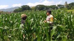 Polsek Kuripan Turun ke Sawah, Dukung Petani Tingkatkan Produksi Jagung