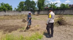 Lombok Barat, NTB – Dalam upaya konkret mendukung Program Ketahanan Pangan Nasional, Bhabinkamtibmas Desa Jagaraga, AIPTU I Gede Dodit, melaksanakan kunjungan dan dialog langsung dengan petani di Dusun Lamper. Kegiatan yang berlangsung pada hari Sabtu, 18 Oktober 2025, pukul 11.00 WITA hingga selesai, ini bertujuan mendorong pemanfaatan lahan produktif secara maksimal oleh warga binaan, baik untuk bercocok tanam maupun beternak atau perikanan. Inisiatif ini merupakan wujud nyata sinergi Polri dan masyarakat dalam menjaga ketersediaan pangan di tingkat lokal. Peran Aktif Polri dalam Mendukung Kemandirian Pangan Daerah Kunjungan Bhabinkamtibmas AIPTU I Gede Dodit di Dusun Lamper difokuskan kepada Bapak Ahmad, salah seorang petani setempat yang memiliki lahan produktif. Dalam pertemuan yang berlangsung hangat dan penuh kekeluargaan, AIPTU I Gede Dodit menyampaikan pentingnya peran aktif masyarakat, terutama para petani dan peternak, dalam menghadapi tantangan ketahanan pangan global. Ia mengajak warga untuk tidak hanya mengandalkan hasil panen utama, tetapi juga memanfaatkan pekarangan rumah atau lahan tidur untuk menanam komoditas pangan cepat panen seperti sayur-sayuran, sebagai bentuk diversifikasi dan cadangan pangan keluarga. Kapolsek Kuripan, Polres Lombok Barat, Polda NTB, Ipda I Wayan Eka Ariyana, S.H., menegaskan bahwa kegiatan ini adalah bagian dari instruksi pimpinan Polri untuk secara masif mengawal dan mendukung program pemerintah. "Peran Bhabinkamtibmas sangat strategis sebagai ujung tombak Polri di desa. Mereka tidak hanya menjaga kamtibmas, tetapi juga menjadi motivator dan penggerak ekonomi kerakyatan, khususnya di sektor pertanian. Kami terus mendorong anggota kami untuk terjun langsung, memastikan warga binaan teredukasi dan tergerak untuk memanfaatkan setiap jengkal lahan yang ada," ujar Ipda I Wayan Eka Ariyana, S.H. Menggali Potensi Lokal Melalui Pemanfaatan Lahan Produktif Inti dari kunjungan tersebut adalah memotivasi Bapak Ahmad dan warga lainnya agar lebih optimal dalam memanfaatkan lahan. AIPTU I Gede Dodit memberikan pemahaman bahwa ketahanan pangan dimulai dari tingkat rumah tangga dan desa. Dengan menanam sayur-sayuran di lahan milik sendiri, warga dapat mengurangi ketergantungan pada pasar, memastikan ketersediaan pangan yang sehat, sekaligus berpotensi meningkatkan pendapatan keluarga. "Saya berdialog dengan Bapak Ahmad, menjelaskan bahwa program ketahanan pangan ini bukan hanya tanggung jawab pemerintah semata, melainkan tanggung jawab kita bersama. Dengan memanfaatkan lahan seoptimal mungkin, kita tidak hanya menjamin ketersediaan pangan keluarga, tapi juga ikut berkontribusi pada ketahanan pangan nasional," kata AIPTU I Gede Dodit. Ia menambahkan, pihaknya siap membantu memfasilitasi komunikasi dengan instansi terkait jika warga membutuhkan bimbingan teknis lebih lanjut mengenai pertanian atau peternakan. Sambutan Positif Warga dan Komitmen Mendukung Program Pemerintah Sambutan dari Bapak Ahmad, petani yang menjadi sasaran kunjungan, menunjukkan antusiasme tinggi terhadap inisiatif ini. Bapak Ahmad menyatakan kesediaannya untuk mendukung program pemerintah dengan mulai menanam berbagai jenis sayur-sayuran di tanah miliknya yang terletak di Dusun Lamper, Desa Jagaraga. "Kami menyambut baik kunjungan dari Bapak Bhabinkamtibmas. Ini sangat memotivasi kami para petani. Kami siap mendukung program ketahanan pangan ini. Kebetulan kami punya lahan, dan arahan dari Bapak Dodit untuk menanam sayur-sayuran sangat masuk akal untuk cadangan pangan keluarga kami. Kami akan segera memulainya," tutur Bapak Ahmad dengan semangat. Hasil dari kegiatan ini tidak hanya terhenti pada komitmen menanam sayuran, tetapi juga berhasil menjalin dan memperkuat tali silaturahmi serta komunikasi yang baik antara Polri dan warga binaan. Komunikasi yang intensif dan berkelanjutan seperti ini sangat penting untuk memastikan program-program pemerintah dapat berjalan lancar dan tepat sasaran di tingkat desa. Secara keseluruhan, kegiatan Bhabinkamtibmas Desa Jagaraga AIPTU I Gede Dodit di Dusun Lamper ini berjalan lancar. Situasi di lokasi terpantau aman dan kondusif, mencerminkan sinergi yang harmonis antara aparat keamanan dan masyarakat. Upaya ini menjadi salah satu pilar penting dalam mewujudkan kemandirian pangan yang berkelanjutan di wilayah Kabupaten Lombok Barat, sekaligus mengukuhkan citra Polri sebagai pengayom dan mitra produktif bagi masyarakat. Keberhasilan ini diharapkan dapat menjadi contoh inspiratif bagi desa-desa lain untuk turut serta aktif dalam program penguatan ketahanan pangan nasional.