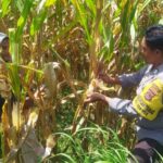 Polsek Kediri Galakkan Swasembada Pangan di Lombok Barat