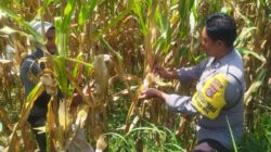 Polsek Kediri Galakkan Swasembada Pangan di Lombok Barat