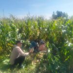 Bhabinkamtibmas Kediri Kawal Panen Jagung, Petani Lelede Merasa Tenang