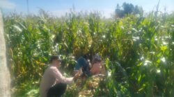 Jagung Lelede Panen Raya, Polri Pastikan Proses Aman dan Harga Stabil