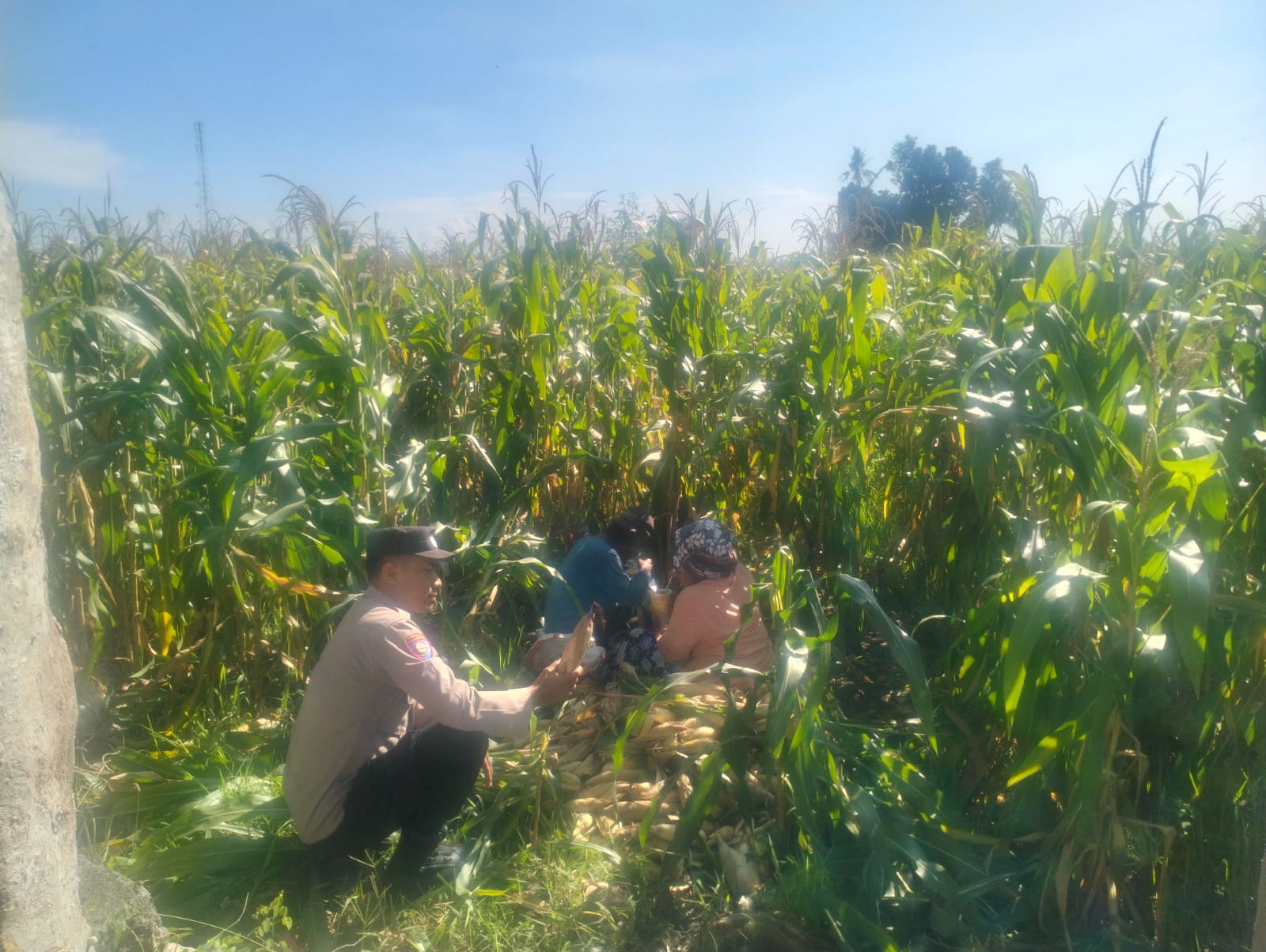 Jagung Lelede Panen Raya, Polri Pastikan Proses Aman dan Harga Stabil