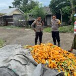 Langkah Polri Jaga Harga Jagung: Kapolsek Labuapi Turun ke Sawah