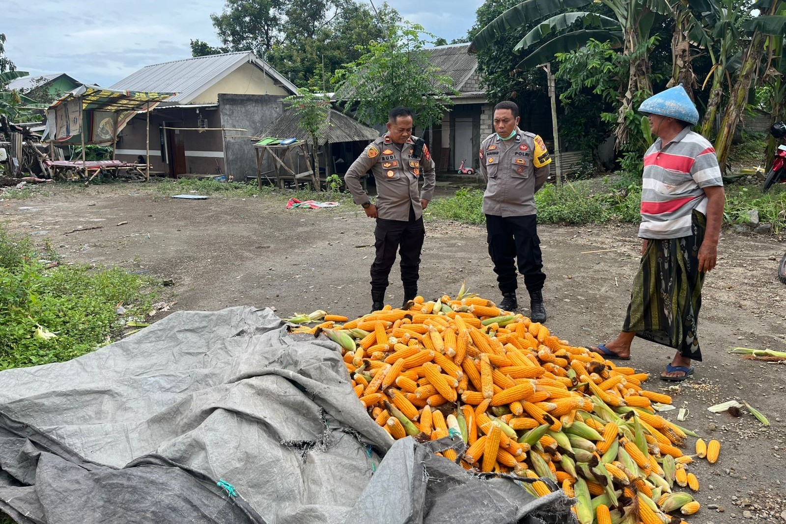 Polsek Labuapi Bantu Petani Amankan Harga Panen Jagung ke Bulog