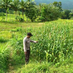 Cek Ladang Jagung, Polri Pastikan Petani Produktif
