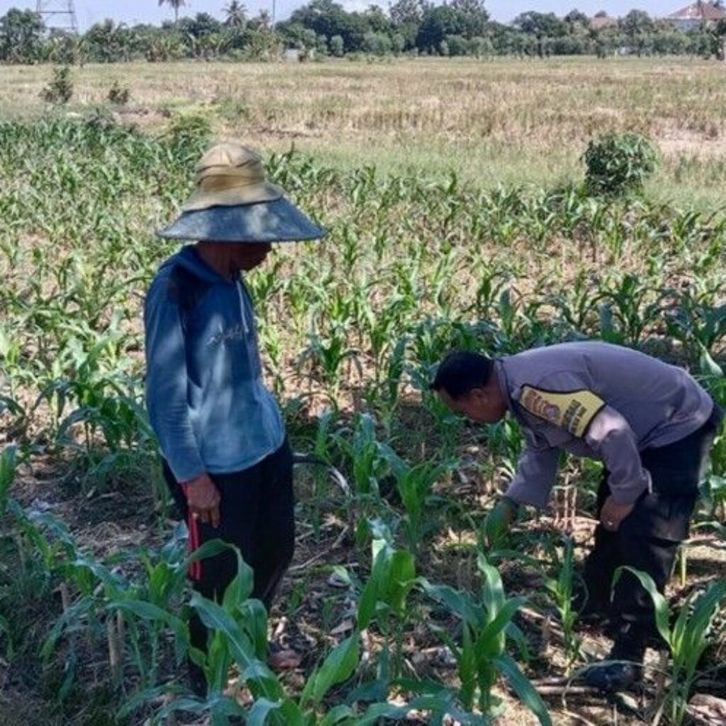Sinergi Polri dan Petani Jagung di Lombok Barat Dukung Swasembada