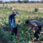 Sinergi Polri dan Petani Jagung di Lombok Barat Dukung Swasembada