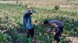 Sinergi Polri dan Petani Jagung di Lombok Barat Dukung Swasembada