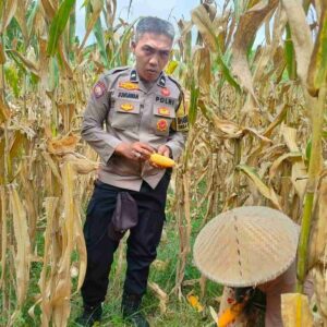 Jaga Ketahanan Pangan, Bhabinkamtibmas Lembar Imbau Petani Jual Jagung ke Bulog