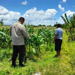Jaminan Harga Stabil, Polsek Labuapi Dorong Petani Jual Hasil Panen ke Bulog