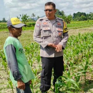 Bhabinkamtibmas Dorong Petani Jagung Telagawaru