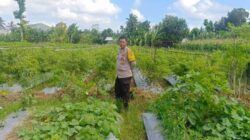 Bhabinkamtibmas di Gerung Dorong Kemandirian Pangan Desa