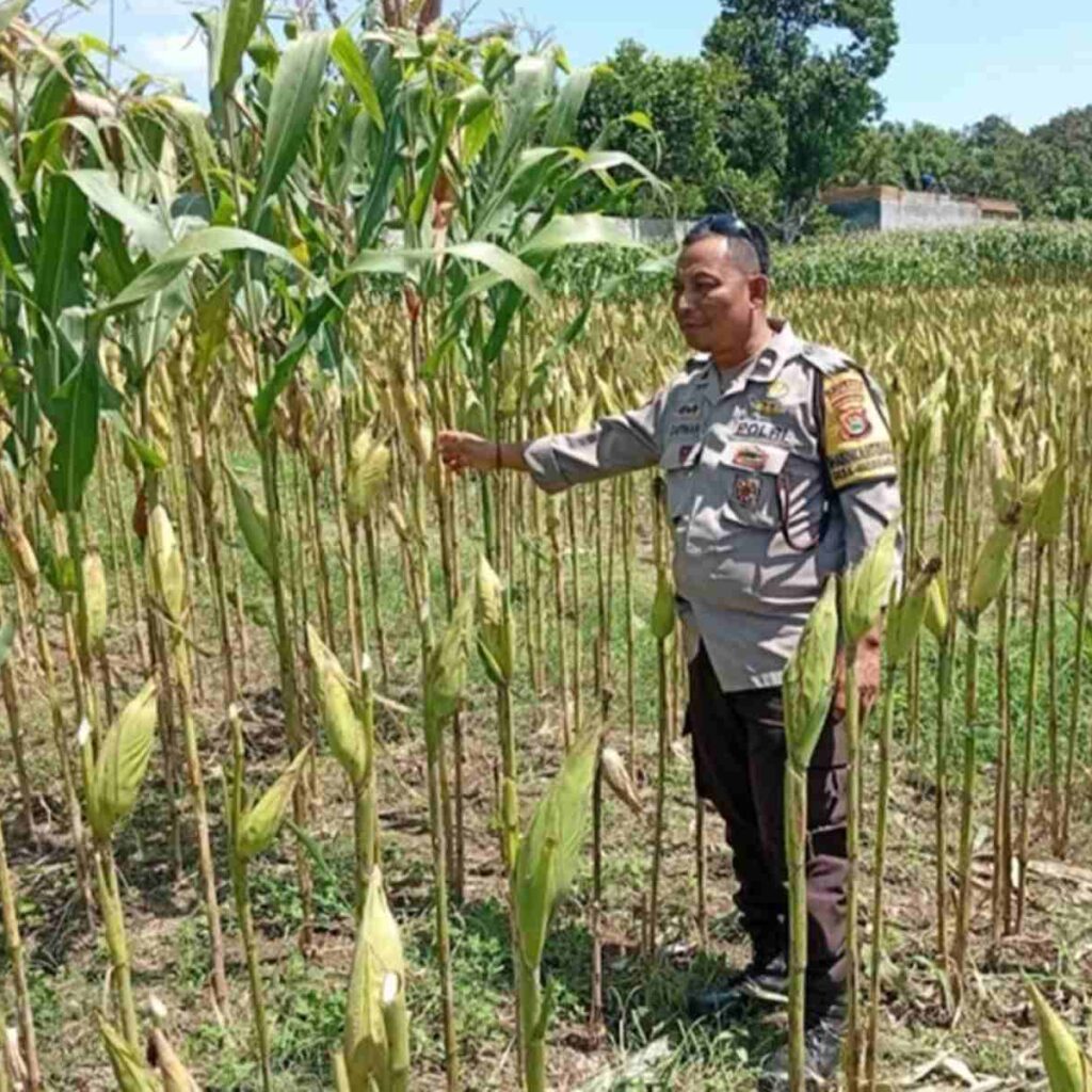 Bhabinkamtibmas Labuapi Dampingi Petani Jagung Merembu