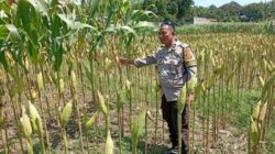 Bhabinkamtibmas Labuapi Dampingi Petani Jagung Merembu