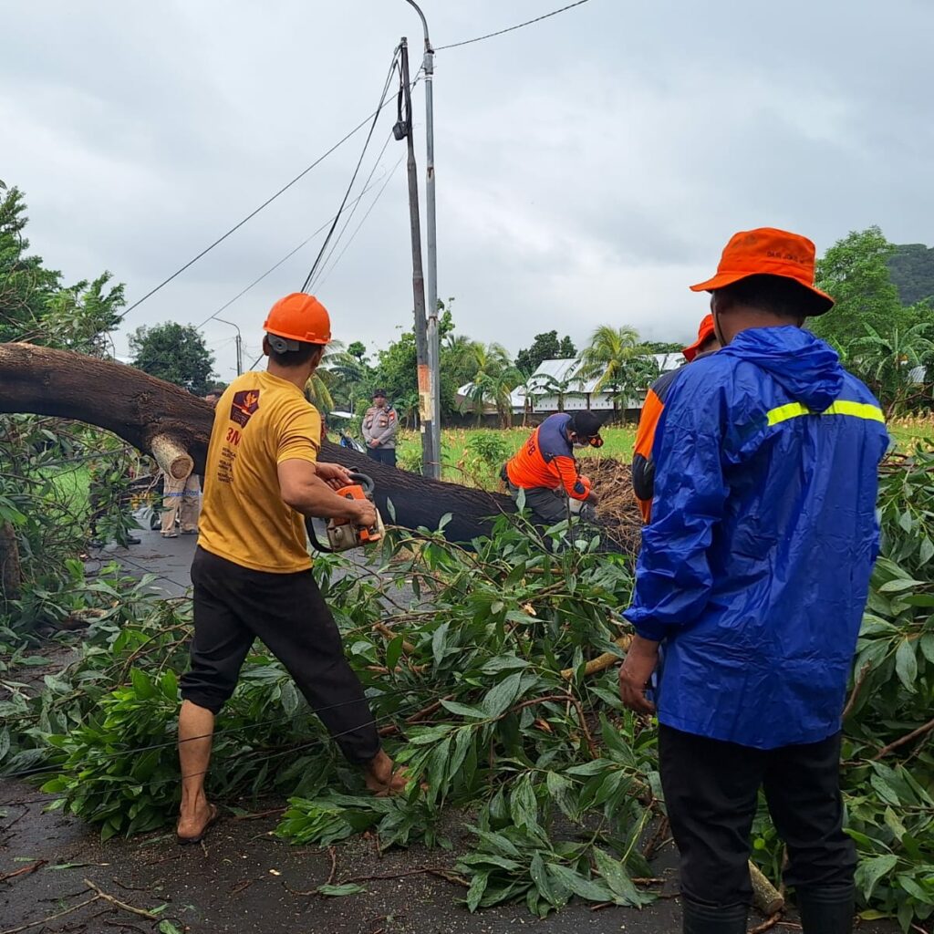 Gerung Terkena Hujan Ekstrem, 3 Pohon Tumbang Semapt Blokir Jalan