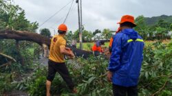 Cuaca Ekstrem di Lombok Barat: Pohon Akasia Tumbang Menutup Jalan Utama