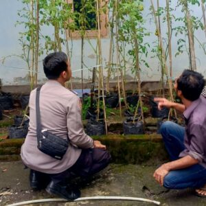 Inspiratif! Polisi Labuapi Apresiasi Warga Manfaatkan Pekarangan Rumah untuk Pangan