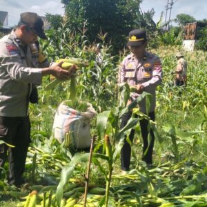 Keakraban Polri dan Masyarakat: Panen Jagung di Bagik Polak Jadi Bukti Nyata