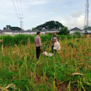 Sentuhan Polisi di Ladang Jagung: Kisah Harapan dari Lombok