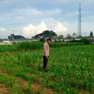 Dukung Pertanian, Kapolsek Labuapi Kunjungi Petani Jagung Karang Bongkot