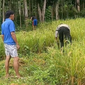 Jelang Ramadan, Polisi Kawal Panen Padi di Lombok Barat