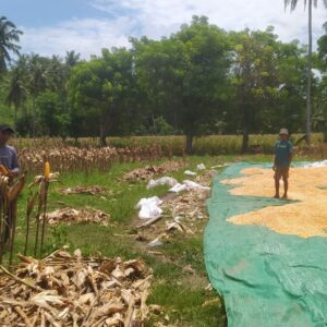 Sinergi Polri dan Petani: Panen Jagung di Sekotong Penuh Harapan