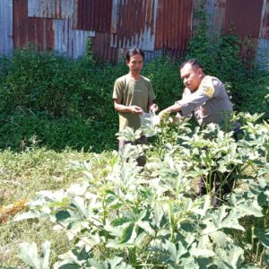 Petani Lombok Barat Semangat! Polisi Beri Motivasi Tingkatkan Produksi Jagung