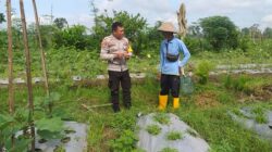 Sinergi Polri dan Warga Wujudkan Kemandirian Pangan di Jagaraga