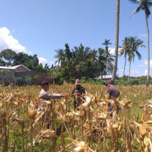 Polri Terjun Langsung dalam Panen Jagung Hibrida di Desa Kuripan Timur, Lombok Barat