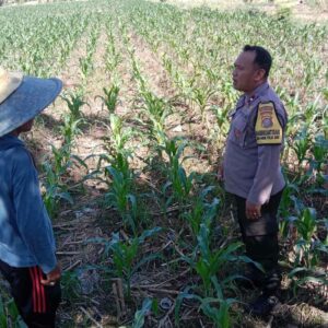 Optimalisasi Pekarangan Warga untuk Kemandirian Pangan Desa