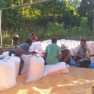 Panen Jagung Hibrida di Lombok Barat: Hasil Menguntungkan dan Peran Bhabinkamtibmas