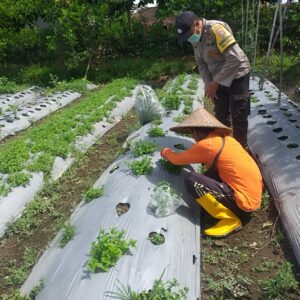 Upaya Polri Perkuat Ketahanan Pangan di Lombok Barat: Kunjungan Bhabinkamtibmas