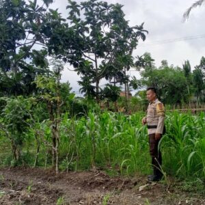 Bhabinkamtibmas Terong Tawah Gencarkan Program Pangan Keluarga Berbasis Pekarangan