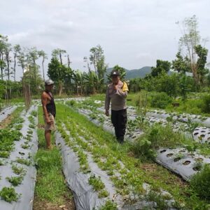 Bhabinkamtibmas Jagaraga Ajak Warga Kembangkan Lahan untuk Ketahanan Pangan