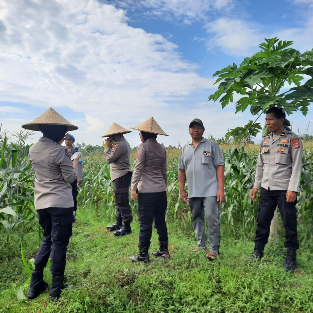 Polisi dan Petani Bersinergi: Kawal Panen Jagung Lombok Barat