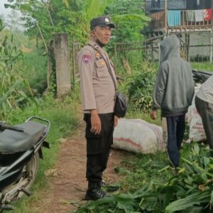 Peran Aktif Polri dalam Ketahanan Pangan: Panen Jagung di Kediri, Lombok Barat